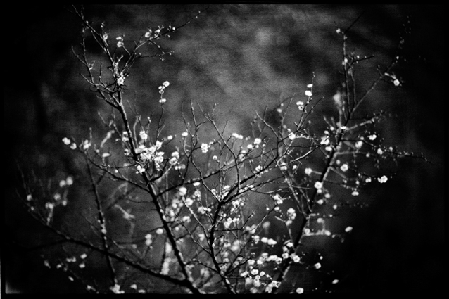 Artwork: Ballads of the Dead Dreaming 11