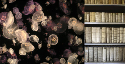 Artwork: Systole Diastole