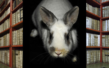 Artwork: WRabbit Corner II