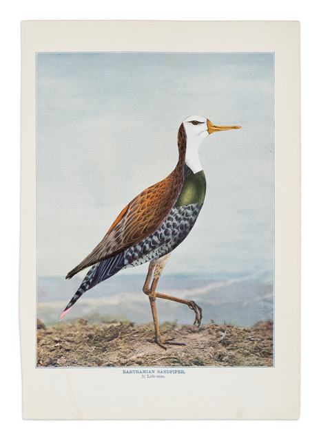 Anni’s Birds 28 INSTA