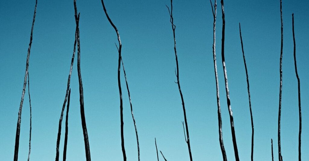 Artists promote resilience and Indigenous knowledge in fire devastated region | Art Guide