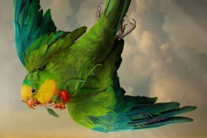 Feast your eyes on this incredible bird photography | Amateur Photographer