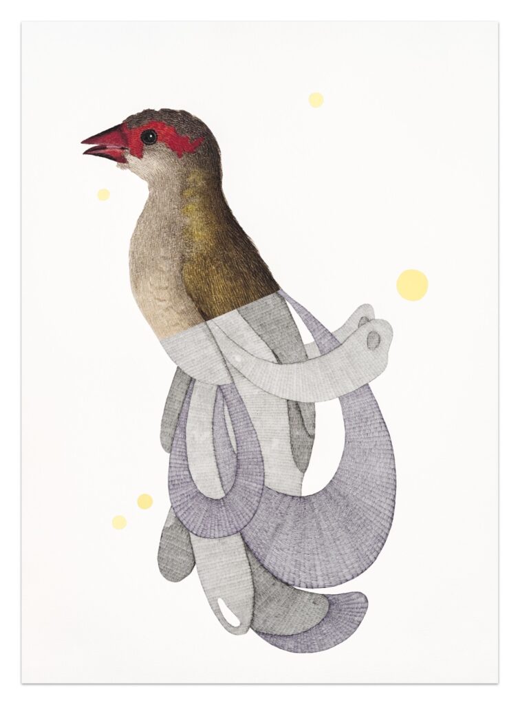 Red Browed Finch Fin HR