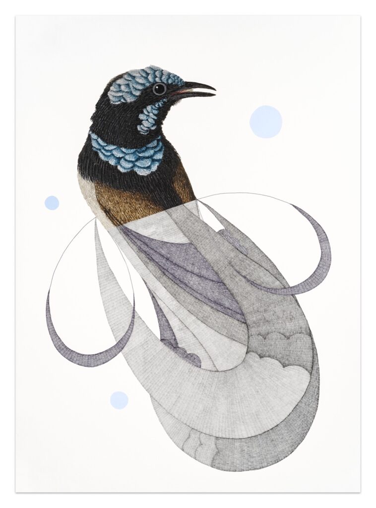 Superb Blue Wren Fin HR