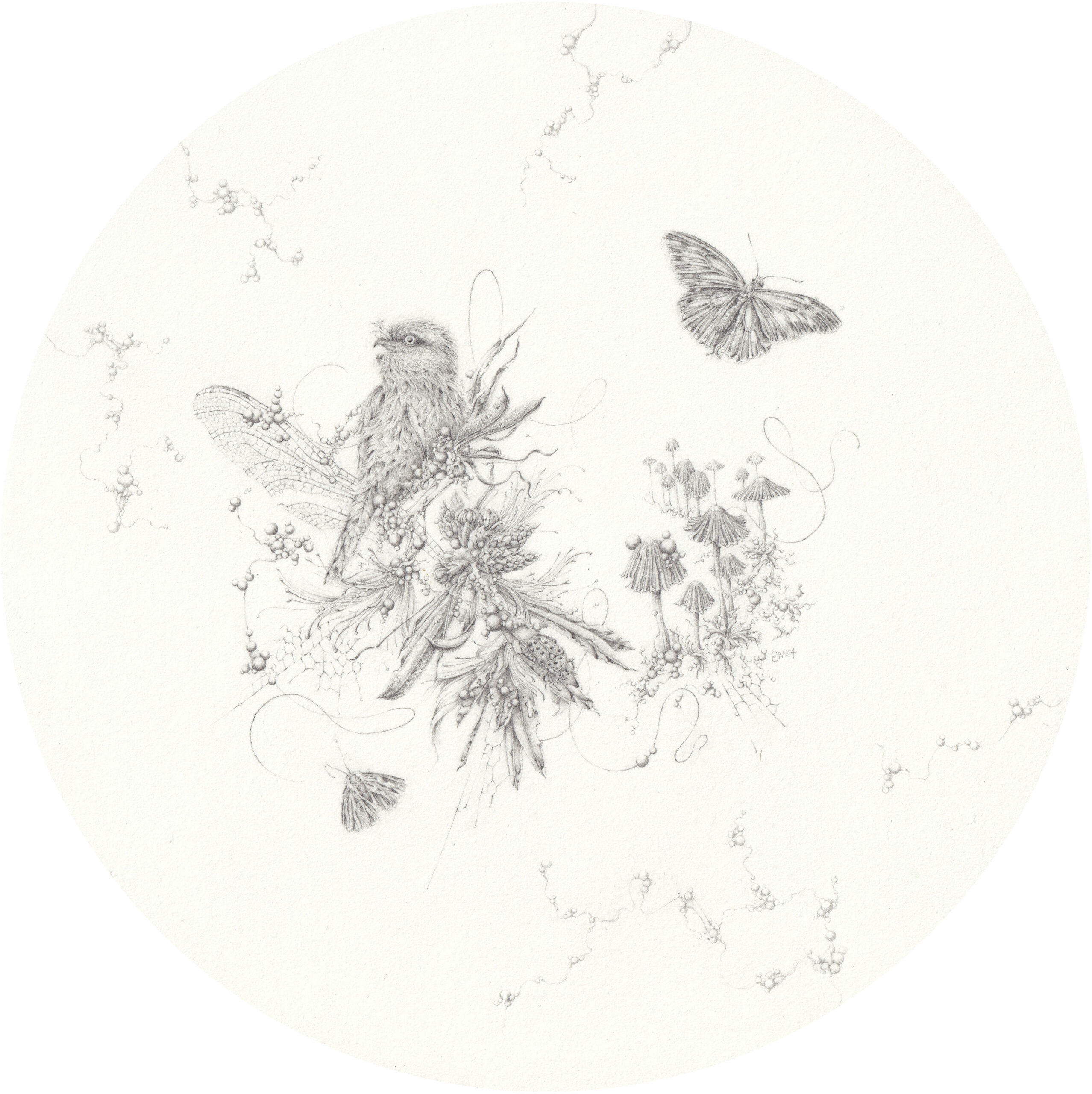 Artwork: Tawny Frogmouth and Bottlebrush