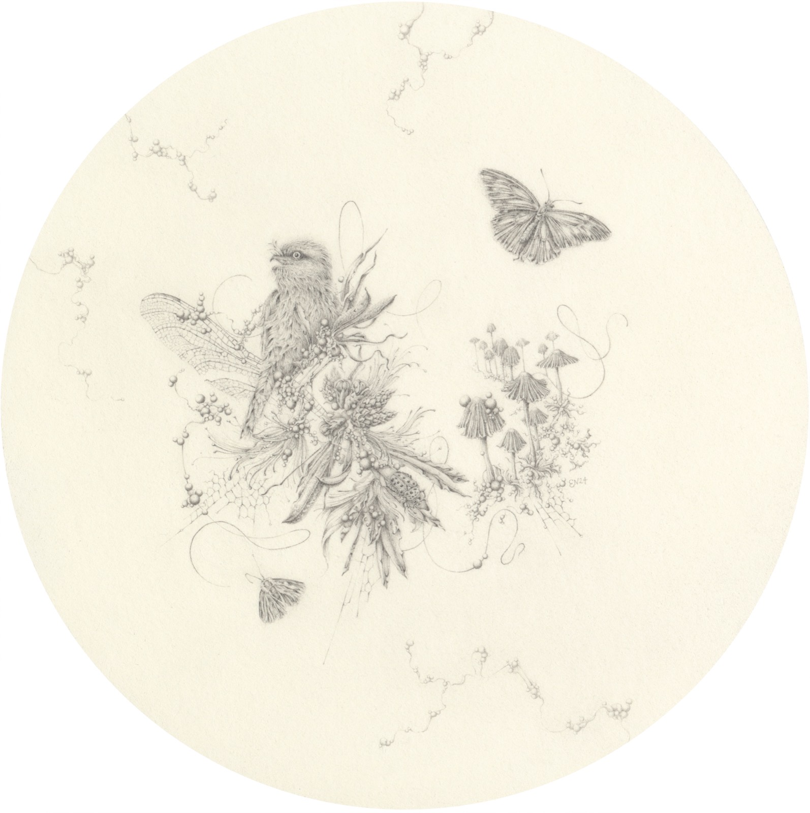 Tawny Frogmouth and Bottlebrush