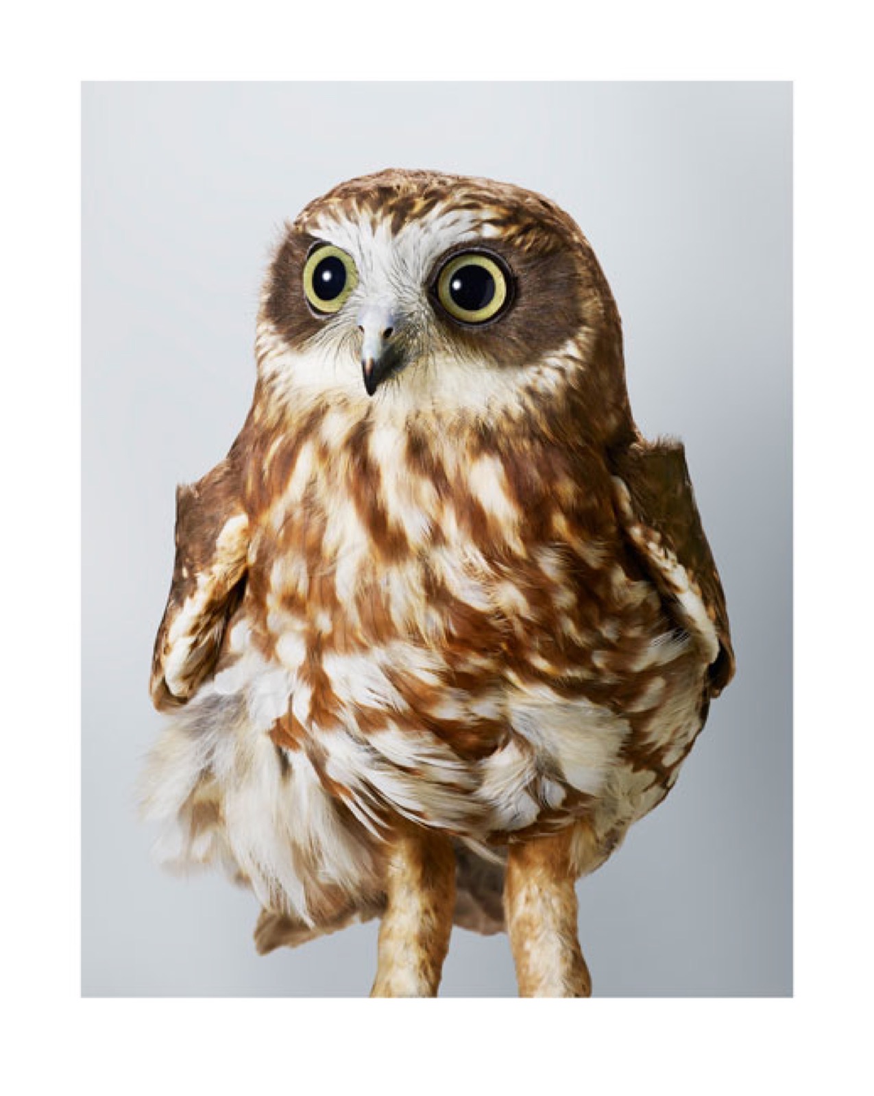 ‘Pepper’ Southern Boobook