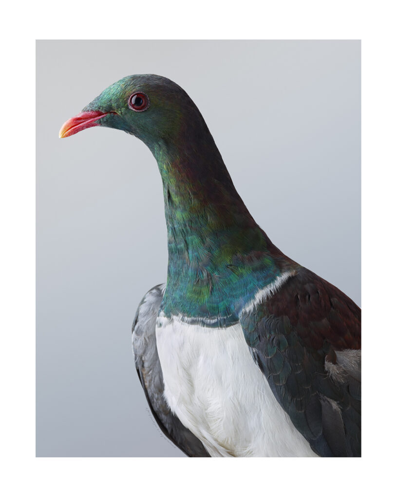 Kereru no 2