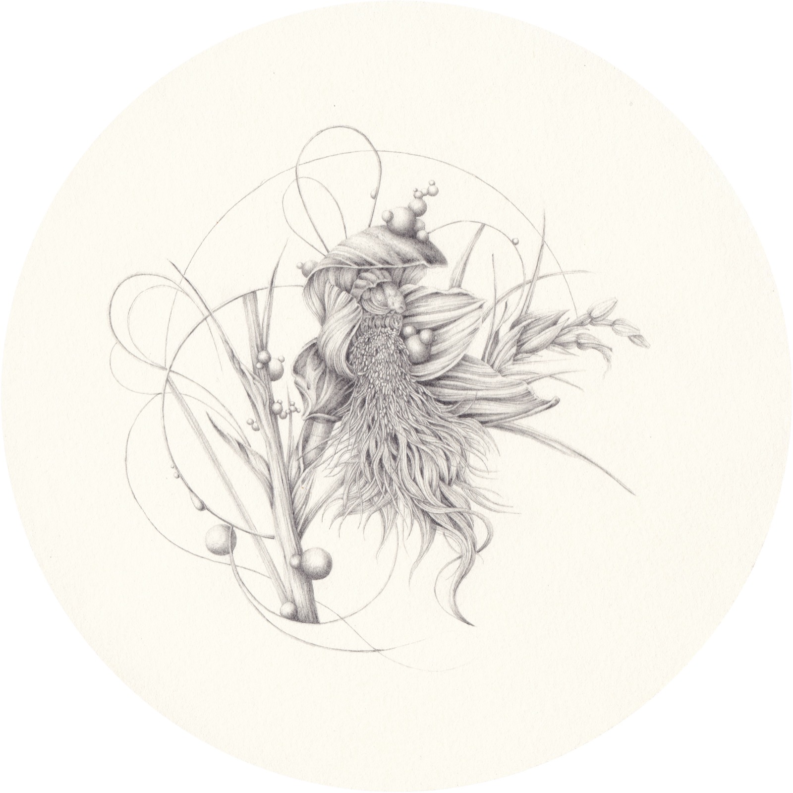 Artwork: Beard Orchid