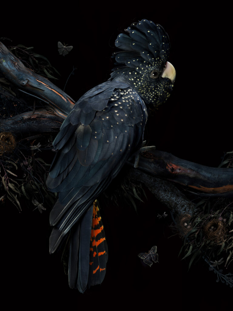 DARK VIVARIUM 0-1 copy