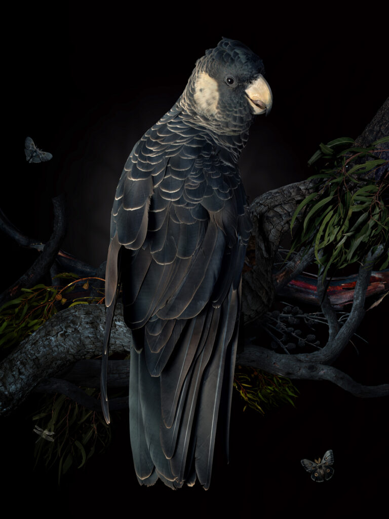 DARK VIVARIUM 5 copy