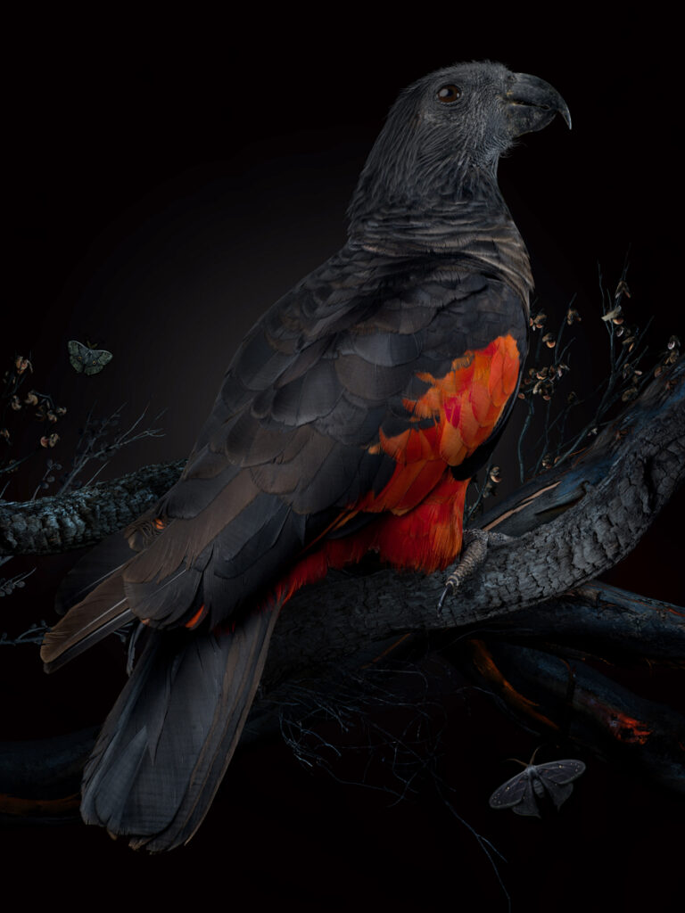 DARK VIVARIUM 8 copy