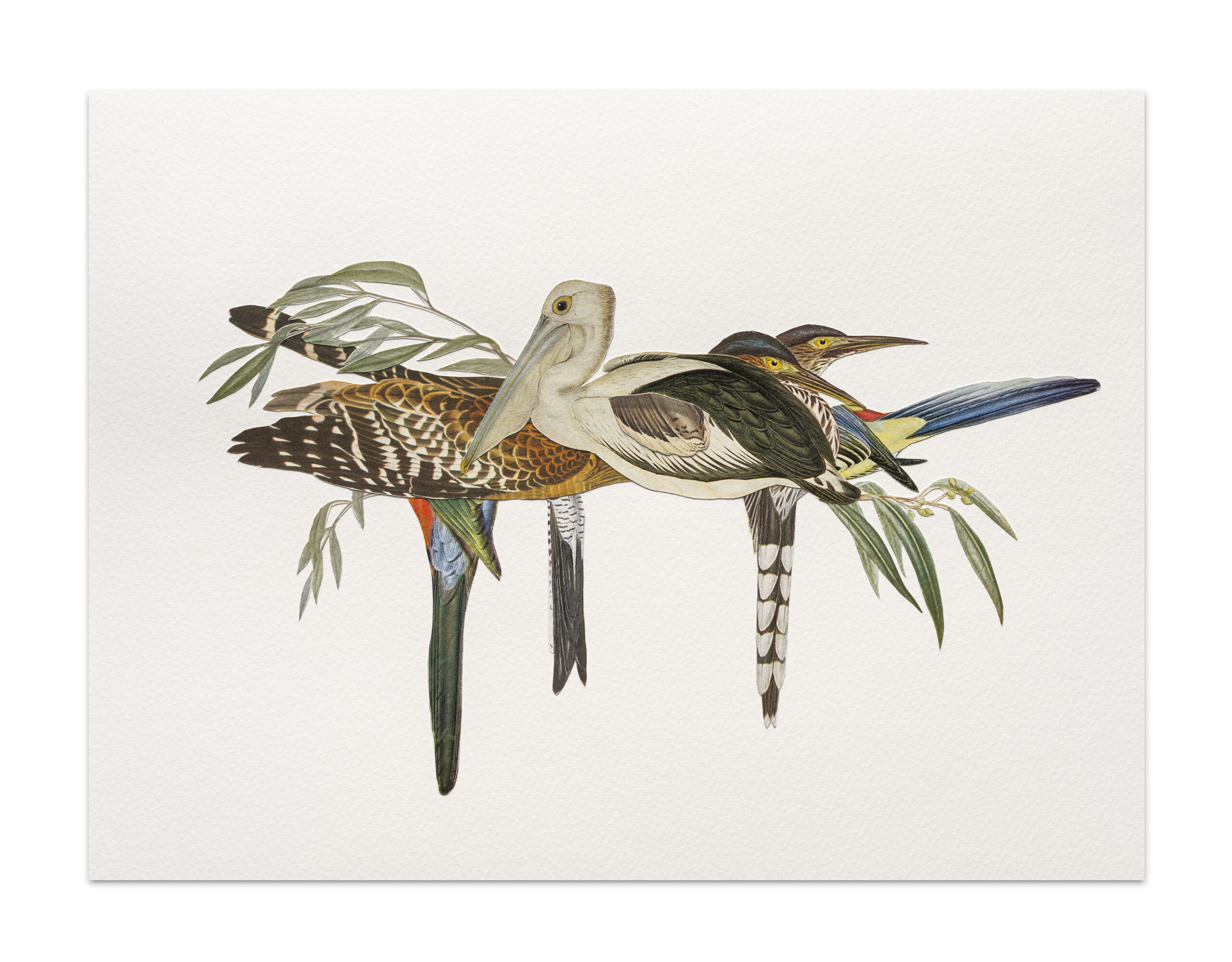 Anni’s Birds